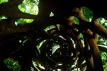 Looking up inside mature Strangler fig at internal structure when host dead (Ficus destruens) Daintree NP, Queensland, Australia