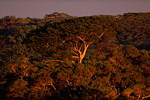 Kapok tree (Ceiba pentandra) in rainforest canopy. Ecuador, South America
