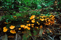 Fungi on log in rainforest understory. Ecuador.