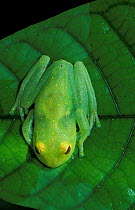 Glass Frog (Centrolenella midas) River Napo, Ecuador