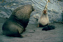 Antarctic fur seals - male, female and pup. Males can be four times larger than females