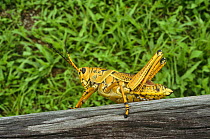 Eastern Lubber grasshopper (Romale microptera) Everglades NP, Florida, USA