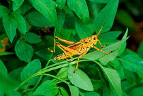 Eastern lubber grasshopper (Romale microptera). Everglades NP, Florida, USA
