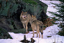 Grey Wolf, Bavarian Forest NP (Canis Lupus) Germany captive