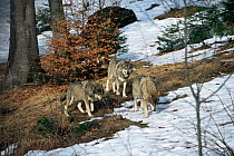 Grey Wolf, Bavarian Forest NP (Canis Lupus) Germany - captive