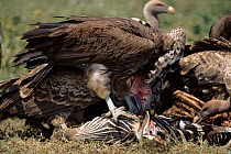Lappet Faced Vulture scavenging dead zebra