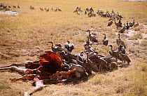 White Backed Vultures (Gyps africanus) queuing up to feed on giraffe carcass, Namibia