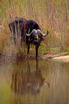 African Buffalo, Mala Mala NP (Synercus caffer caffer) S. Africa