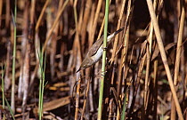 Reed warbler in reeds (Acrocephalus scipraceus) SPain