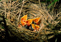 Rufous scrub robin (Rufous warbler) chicks (Erythropygia galactotes) in nest. Spain, Europe