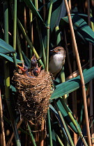 Great reed warbler feeds chick, Spain