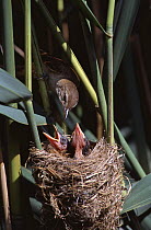 Great Reed warbler feeds chicks at nest (Acrocephalus arundinaceus) Spain