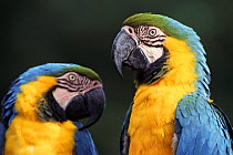 Blue and Green macaws (Ara ararauna). Native to Brazil, South America