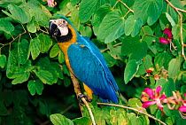 Blue and Green Macaw in tree