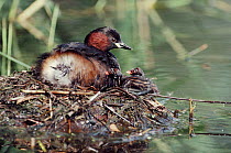 Little grebe at nest with chicks, England