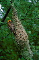 Baya Weaver bird building nest (Ploceus philippinus) Pakistan