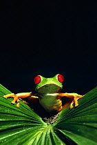 Red eyed tree frog portrait (Agalychnis callidryas)