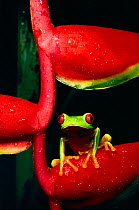 Red eyed tree frog on heliconia (Agalychnis callidryas)