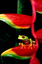 Red eyed tree frog on heliconia C (Agalychnis callidryas) 1 of 2 Sequence 1 - about to jump