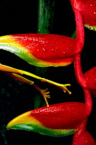 Red eyed tree frog legs - leaping from Heliconia -  Sequence 2 (Agalychnis callidryas)