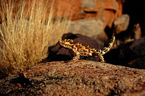 Thorny Devil (Moloch lizard) Central Australia