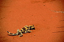 Thorny Devil (Moloch lizard), Northern Territories, Australia.