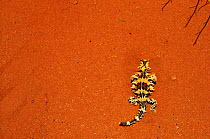 Thorny Devil (Moloch horridus) Australia, N.Territory Moloch Lizard.