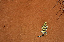 Thorny Devil (Moloch horridus) on desert sand, Northern Territory, Australia