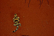 Thorny devil (Moloch lizard) (Moloch horridus). Northern Territory, Australia