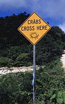 Sign "Crabs Cross Here" Christmas Island Red Crabs (Gecarcoidea natalis) Migration