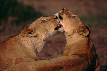 Lionesses grooming each other Masai Mara, Kenya