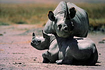 Black rhinos, Ngorongoro Tanzania (Diceros bicornis)