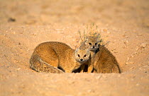 Yellow Mongoose pair at burrow (Cynictis penicillata) Namibia