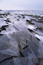 Broken ice sheets wahsed up on shore of estuary, Montrose Basin, Angus, Scotland.