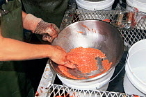 Volunteers mixing eggs and sperm from salmon in hatchery, Canada