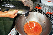 Volunteer mixing eggs and sperm of pink salmon. Canada (Oncorhynchus gorbuscha)