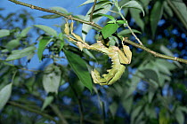 Stick insect (Extatosoma bufonium) Queensland, Australia