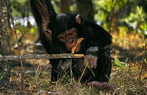 Young chimp chewing bark off stick (Pan troglodytes)  Chimfunshi Rehabilitation Centre, Zambia
