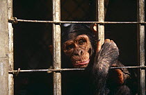 Captive Chimpanzee {Pan troglodytes} looking through bars of cage, Chimfunshi, Zambia