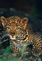 Young leopard cub (Panthera pardus) Masai Mara NR, Kenya