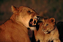 Lioness snarling with cub, Kenya