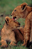 Lion cubs grooming each other, Kenya