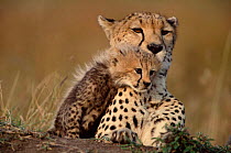 Cheetah with young cub (Acinonyx jubatus) Kenya