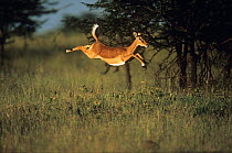 Impala (Aepyceros melampus) leaping, Masai Mara NR, Kenya