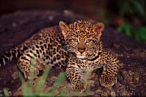 Young leopard cub, Kenya
