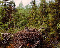 Great Grey Owl sitting on nest, Sweden