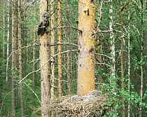 Great Grey Owl (Strix nebulosa) parent perched in coniferous tree next to nest with chicks, Sweden
