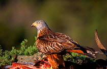 Red kite feeding on carrion, Pyrenees, Spain