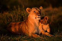 Lioness with very young cub (Panthera leo) East Africa