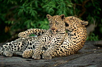 Leopard mother and cub playing (Panthera pardus) East Africa